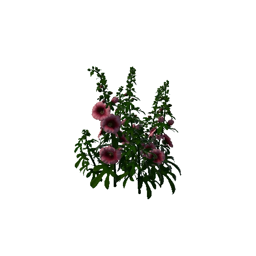 flower hollyhocks1 2